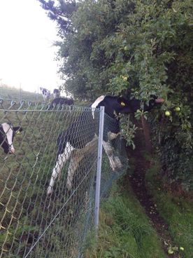 Chainlink fence and a cow