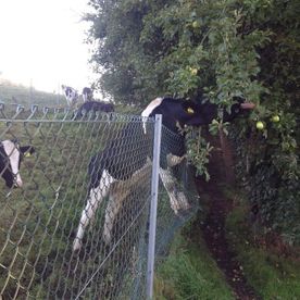 Chainlink fence and a cow